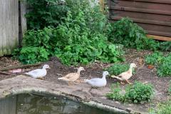 IMG-20200823-WA0006